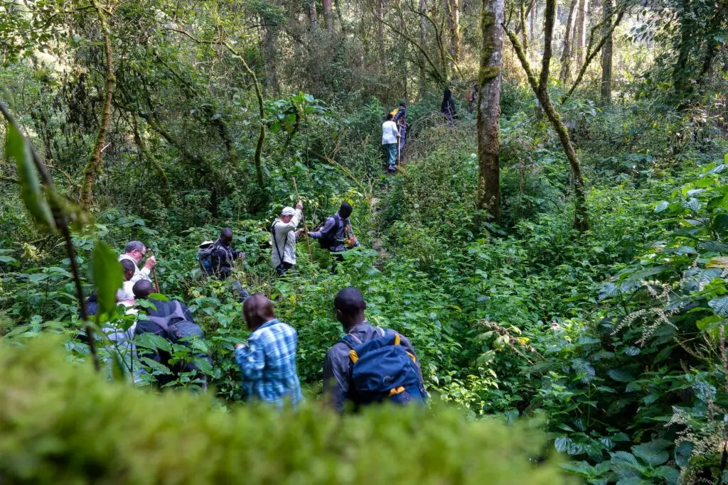 How to trek with Gorillas in the wild