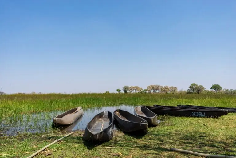 Mokoro (traditional canoes) in the Okavango