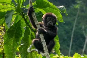 Gorilla trekking in Uganda with baby gorillas in the wild