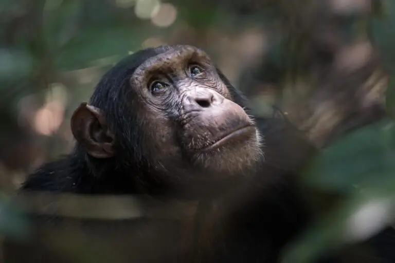 best chimps wild