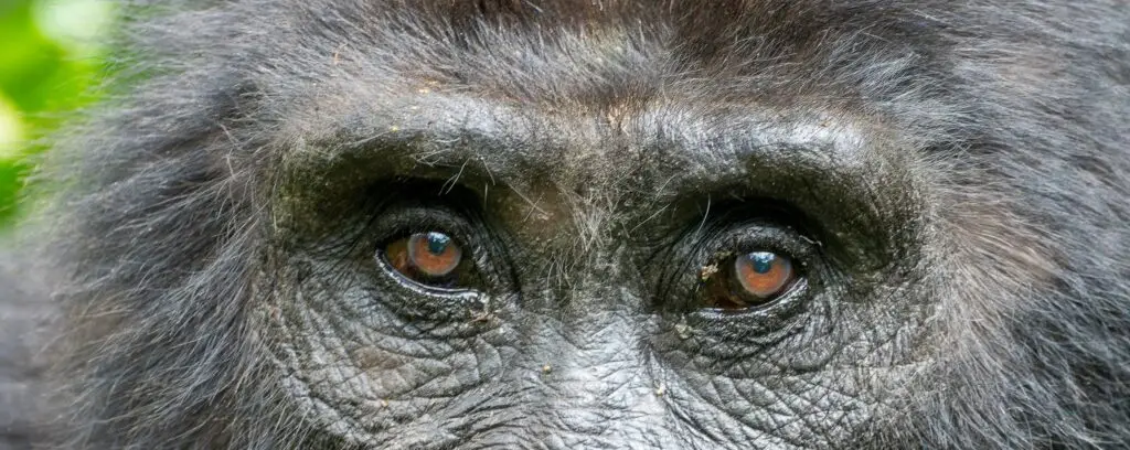 best places gorillas wild