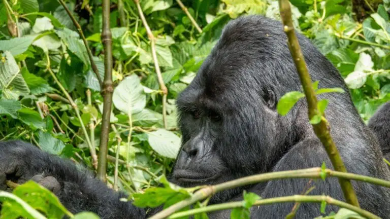 Gorilla Trekking Park in Uganda