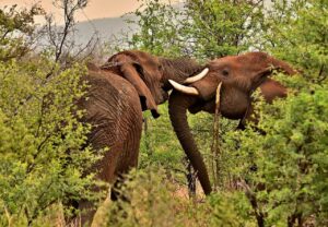Elephants being affectionate on safari