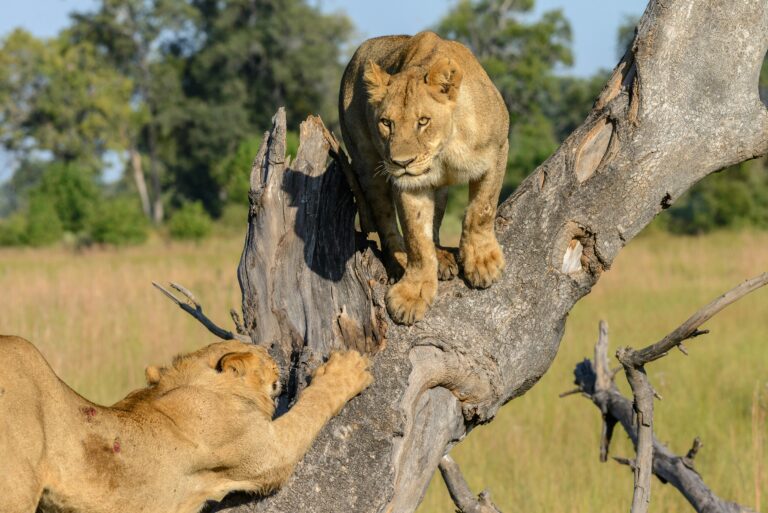 Top 10 Best African Safari Parks & Destinations 7 Lions in the Okavango Delta