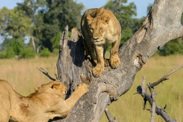 Lions in the Okavango Delta