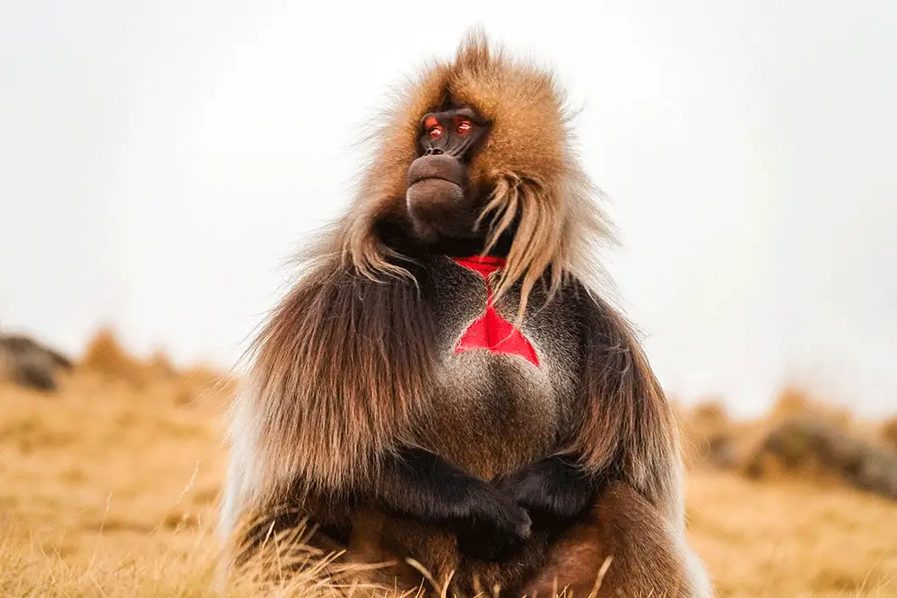 gelada simien mountains trekking wildlife