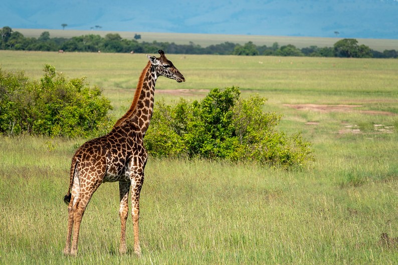 giraffe masai mara