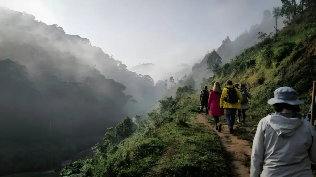 Plan your gorilla or chimp trek