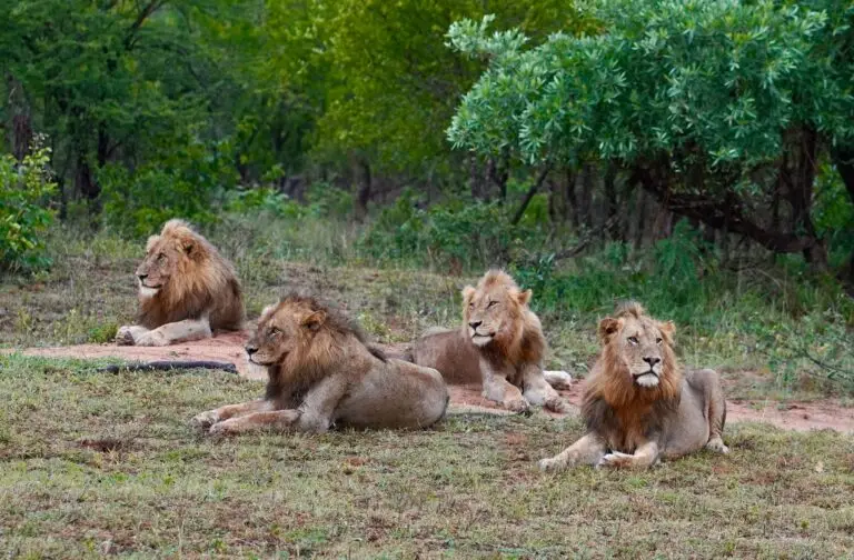 Lions in Sabi Sand