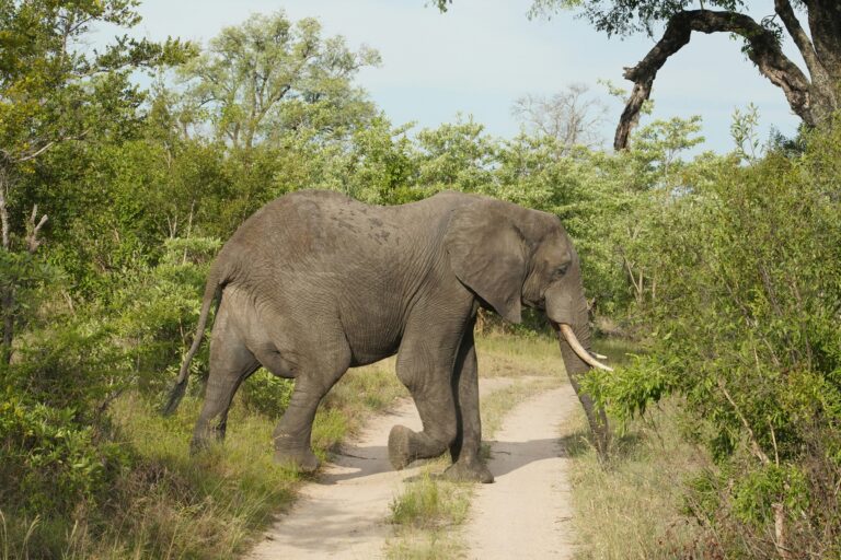 Top 10 Best African Safari Parks & Destinations 10 Elephant in Sabi Sand