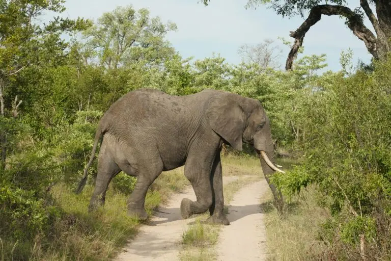Elephant in Sabi Sand