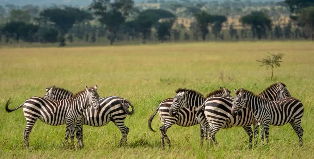 Lake manyara