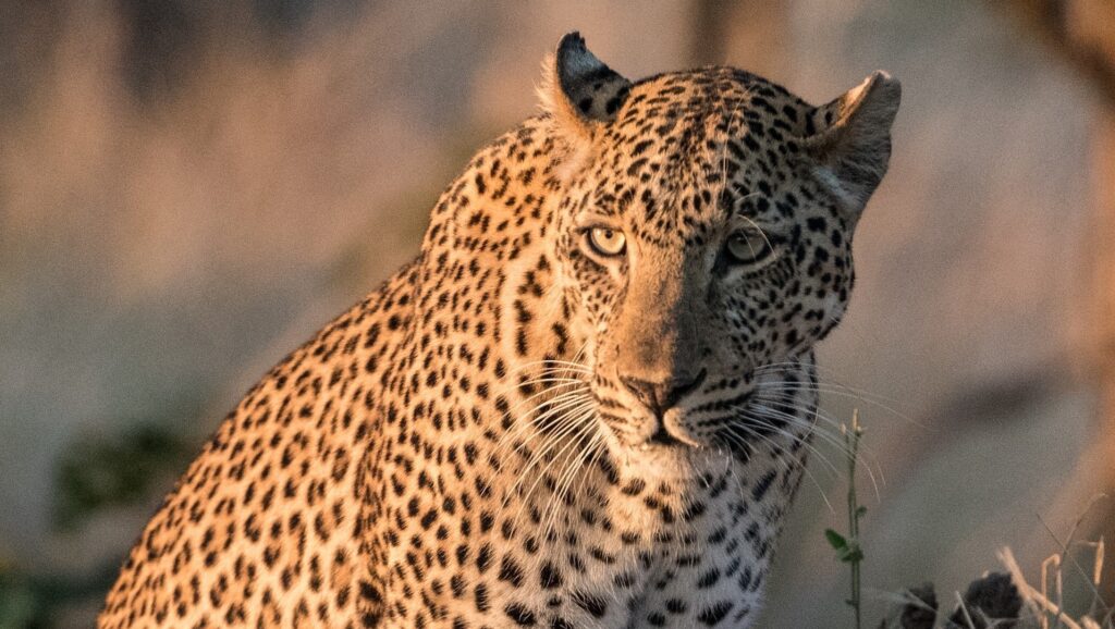 leopard rob cruse