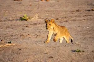 African Safaris