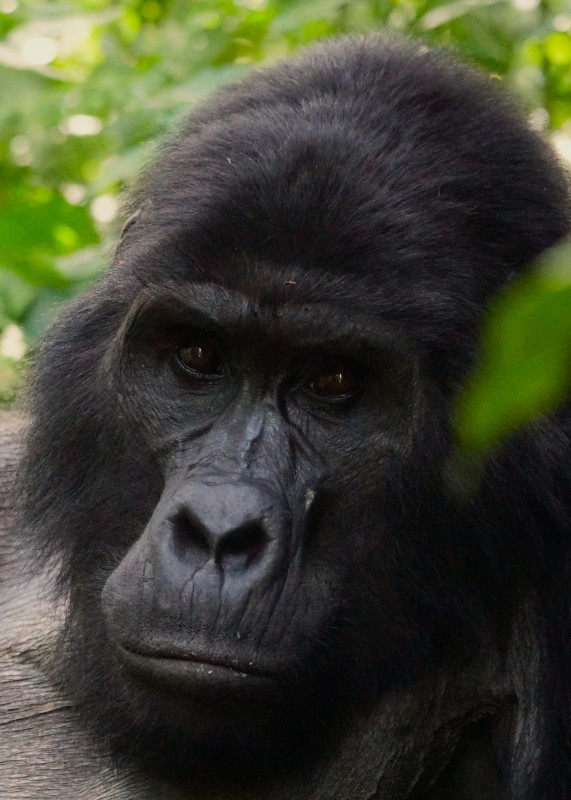 male-gorilla-in-uganda-5-7-md