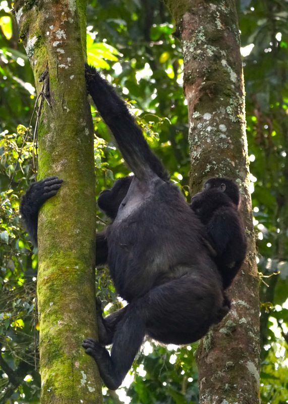 mountain-gorilla-mother-and-baby-uganda-5-7-mg