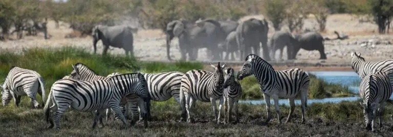 best safari parks