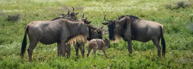 Best safari parks