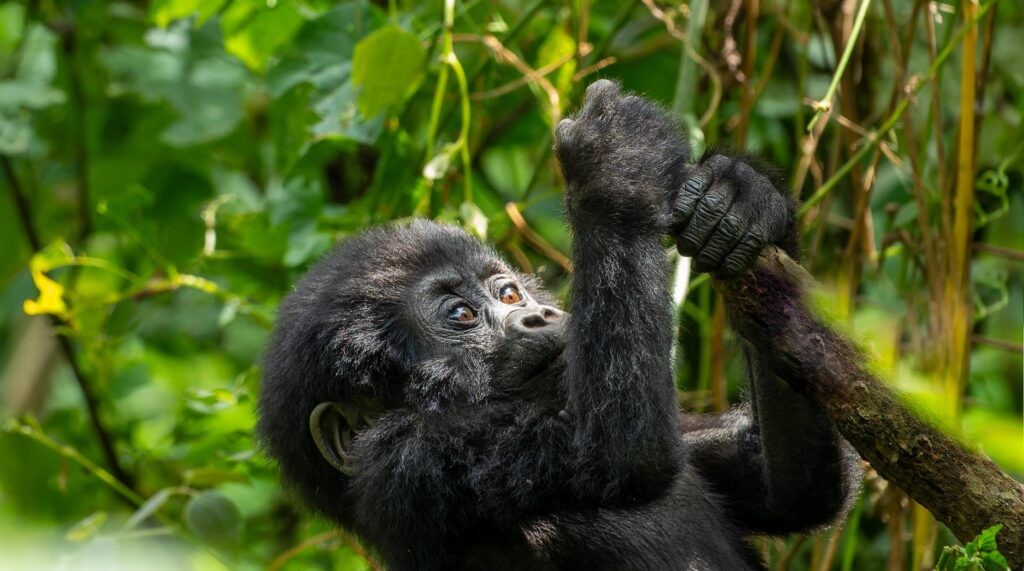 Gorilla and Chimp Trekking