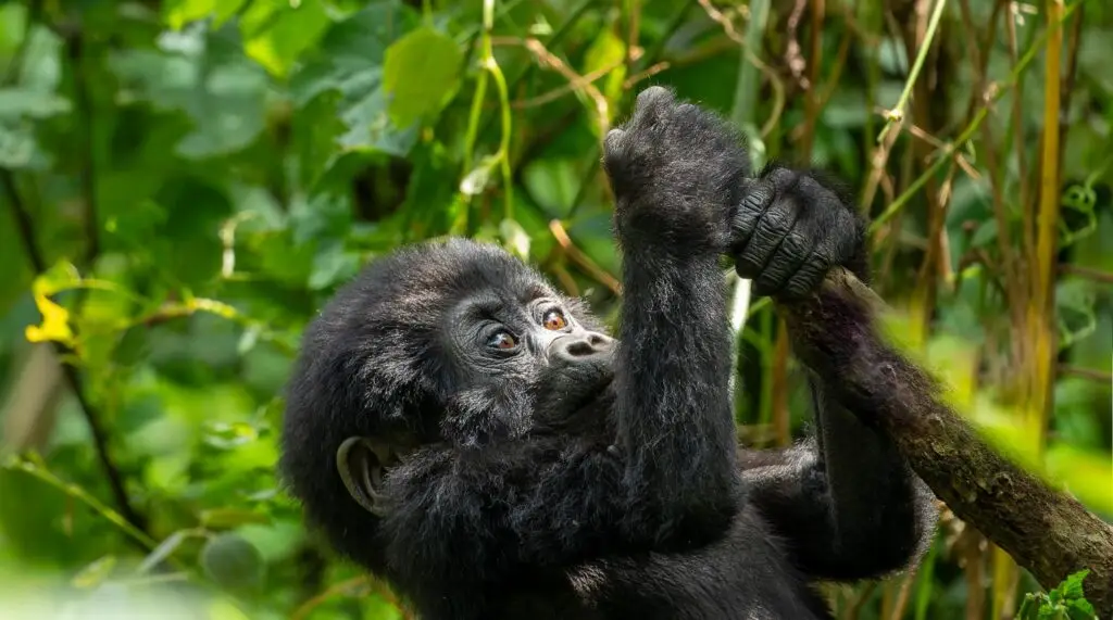 Things you need to know about Gorilla Trekking