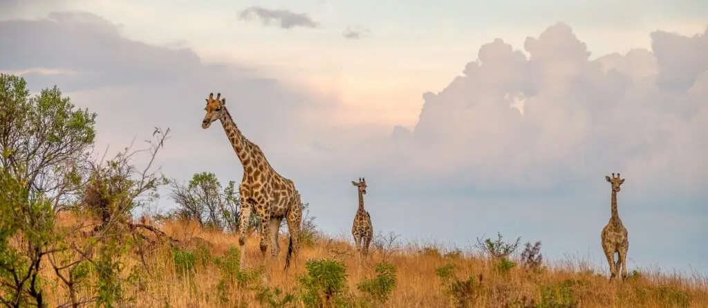 Top 10 Best African Safari Parks & Destinations