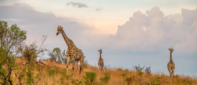 Top 10 Best African Safari Parks & Destinations