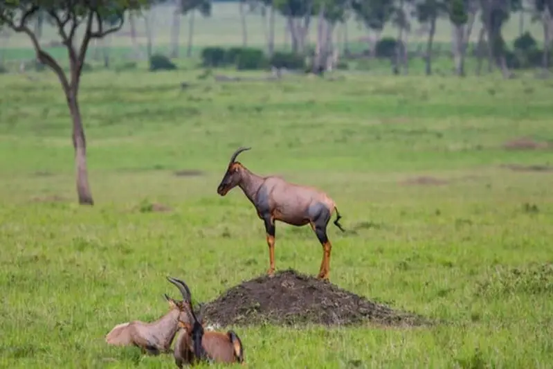 topi antelope kenya 1 1