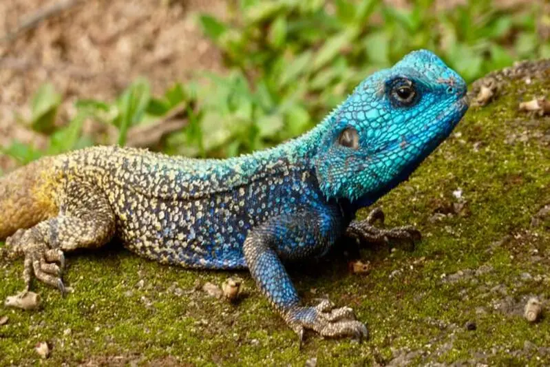 tree agama lizard 1