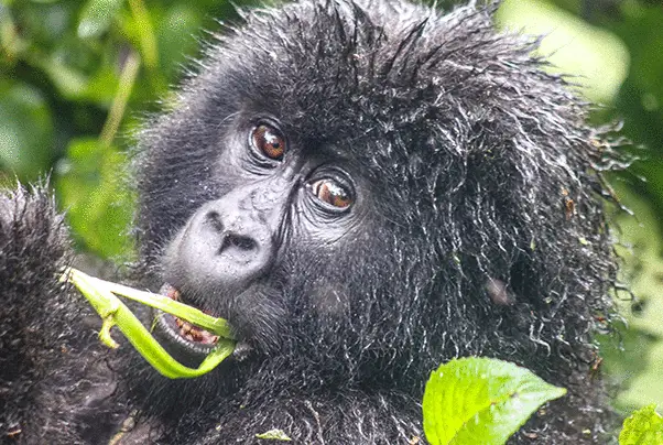 Very cute baby gorilla in the Virunga mountains, Rwanda