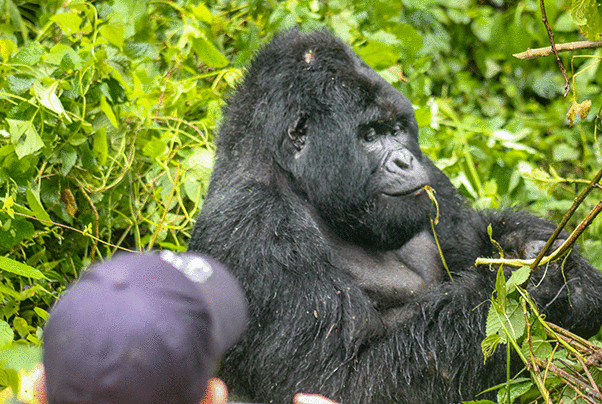 virunga_gorillas_will_morris
