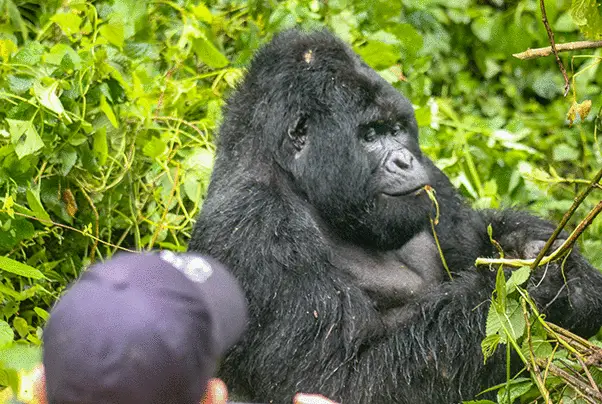 Rwanda Gorilla trekking in Virunga Mountains