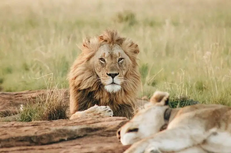 wade-lambert-lion-south-africa_2_1