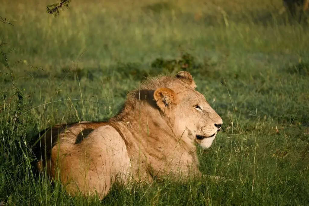 Safari animals