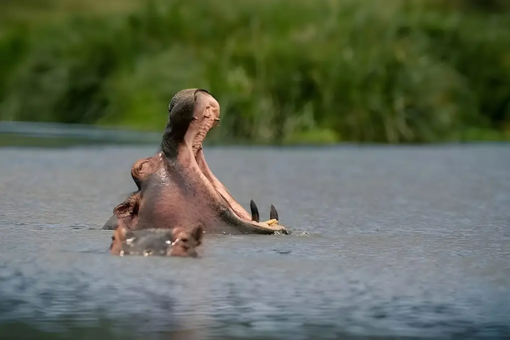 Wildlife game
