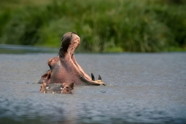 Wildlife game