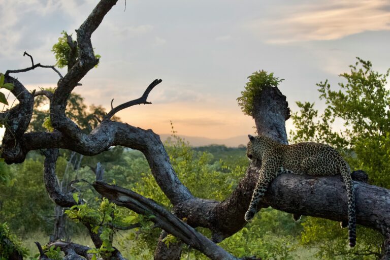 Top 10 Best African Safari Parks & Destinations 11 Leopard in Sabi Sand