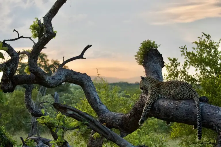 Leopard in Sabi Sand