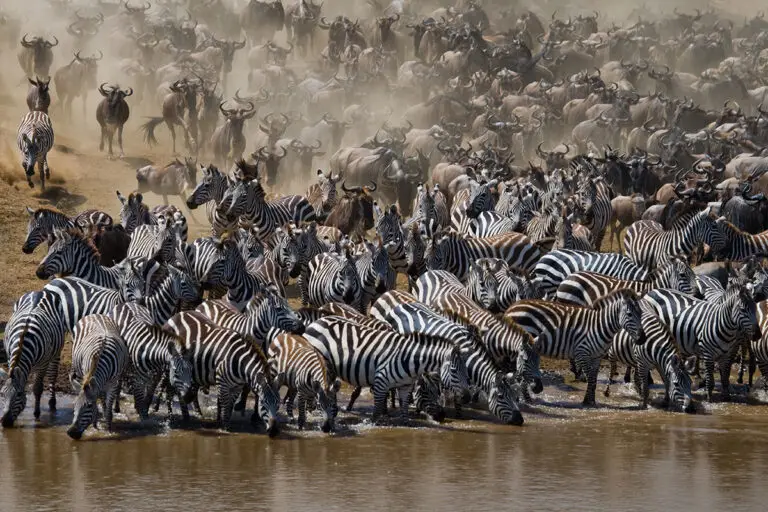 kenya safari vacations, see the great migration