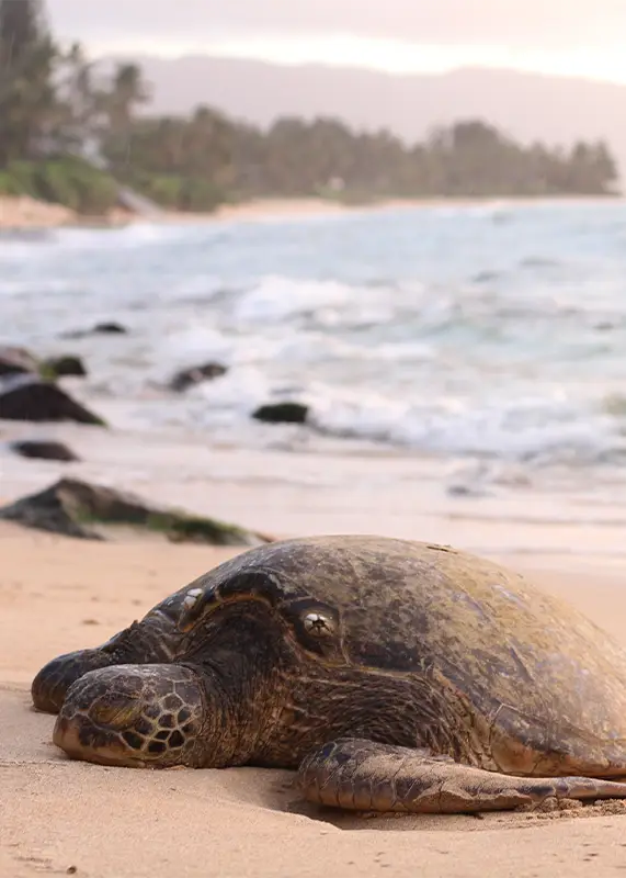 beautiful-shot-giant-turtle-sandy-seashore