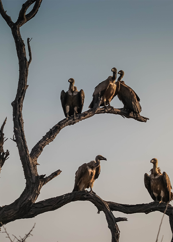 closeup-committee-venue-vultures-dried-tree-branches-hoedspruit-south-africa