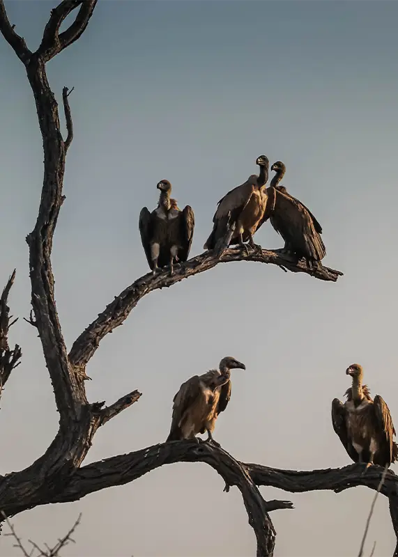 closeup-committee-venue-vultures-dried-tree-branches-hoedspruit-south-africa