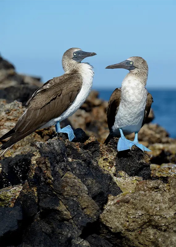 closeup-couple-bluefooted-booby-sula-nebouxii-rocks-galapagos-islands-ecuador