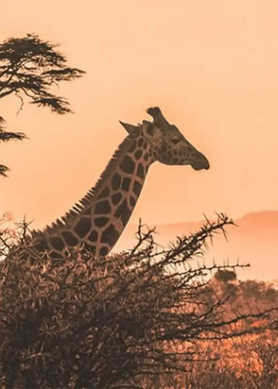Top Namibia Safaris and Tours 1 namibia safaris