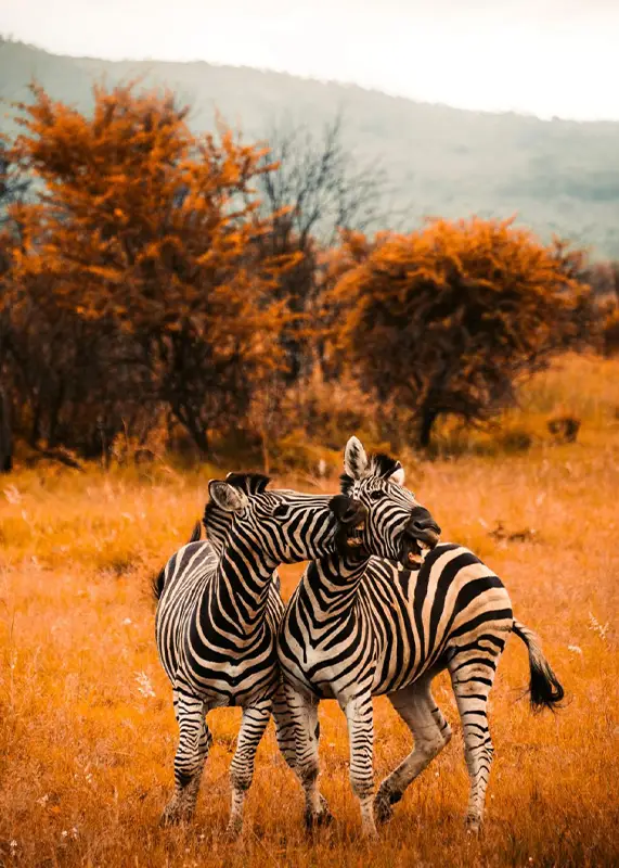 Top Namibia Safaris and Tours 2 zebras on a namibia safari tour