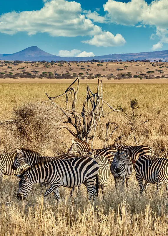 field-covered-greenery-surrounded-by-zebras-sunlight-blue-sky