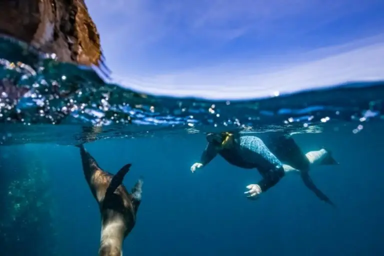 galapagos islands ecuador snorkel with sealion 3 2 og