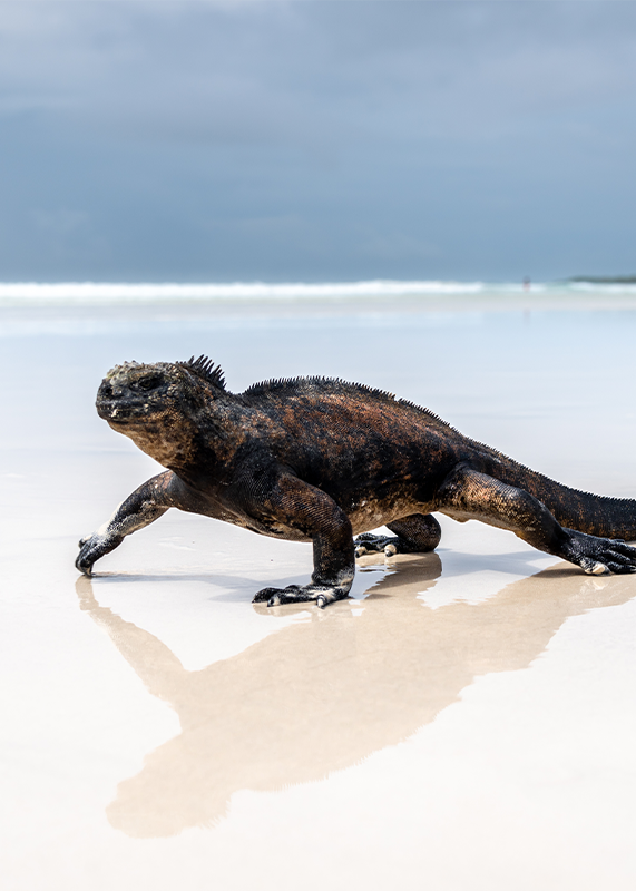 marine-iguana-basking-tortuga-bay-beach-galapagos-ecuador