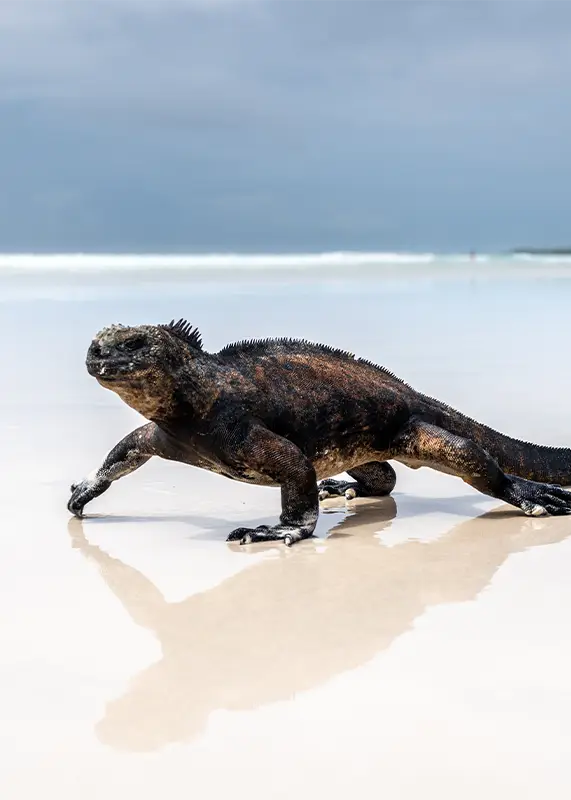 marine-iguana-basking-tortuga-bay-beach-galapagos-ecuador