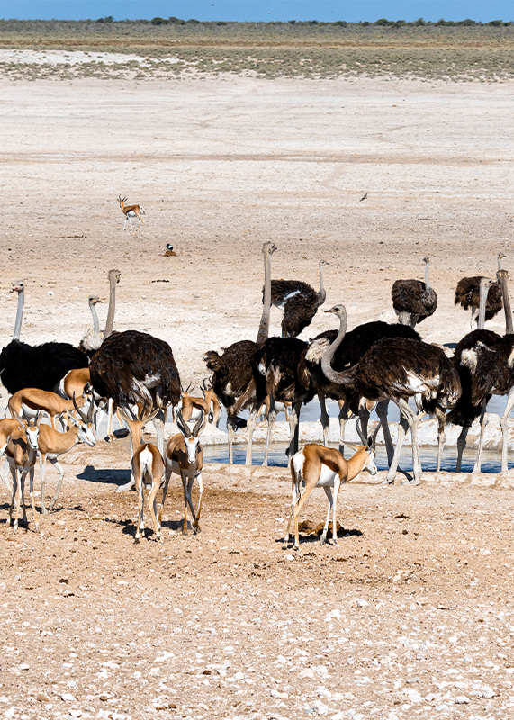 ostriches-nature-habitat-etosha-national-park-namibia-south-africa