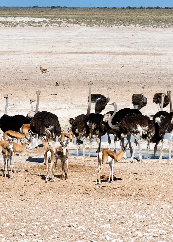 ostriches-nature-habitat-etosha-national-park-namibia-south-africa